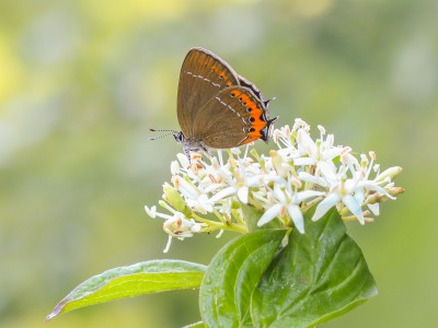 Black Hairstreak 240602 177.jpg