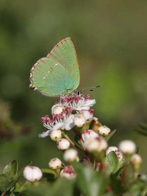 Green Hairstreak 240512 051.jpg