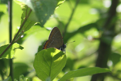 Black Hairstreak_0018.jpg