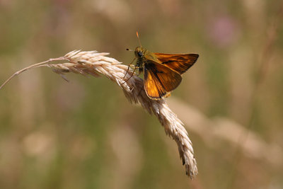 Large Skipper0181.jpg