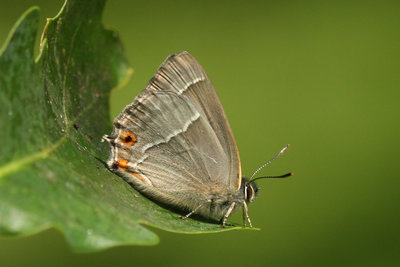 Purple Hairstreak0080.jpg