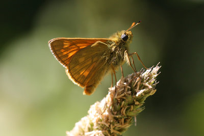 Large Skipper _0110.jpg