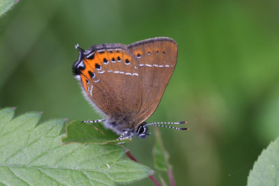 Black Hairstreak Monks Wood