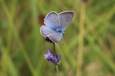 Polyommatus daphnis_47448.JPG