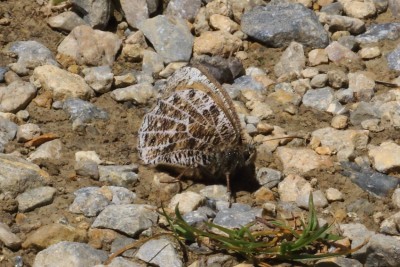 Oeneis glacialis_53115.JPG