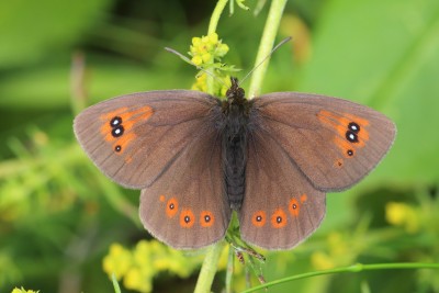 Erebia ottomana_43624W.JPG