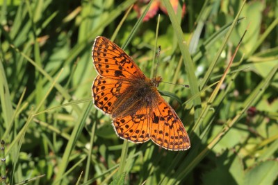 Boloria napaea_47391.JPG