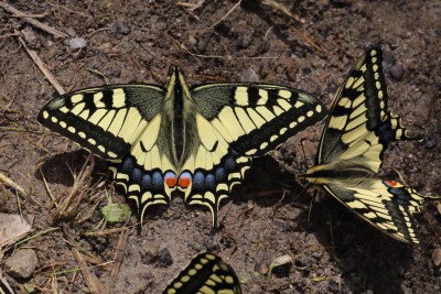 Papilio machaon_52413.JPG