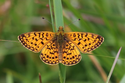 Boloria selene_43664W.JPG