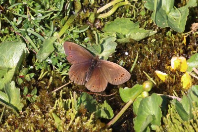 Erebia sthennyo_46279W.JPG