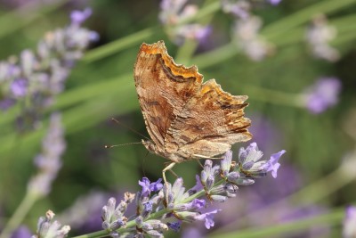 Polygonia egea_47458.JPG