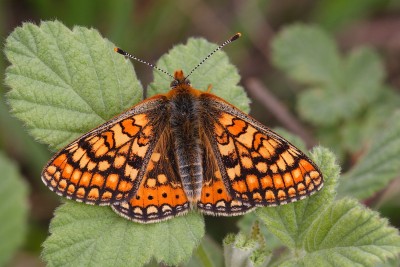 Euphydryas aurinia_20009W.JPG