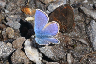 Plebejus orbitulus_53128.JPG