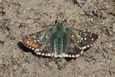 Pyrgus warrenensis_53088.JPG