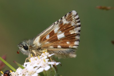 Pyrgus carlinae_44875W.JPG