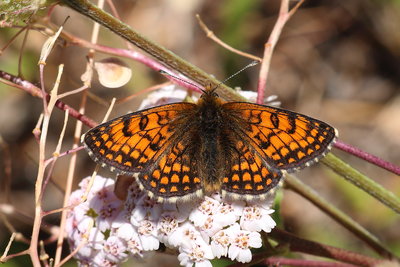 Melitaea varia_41526W.JPG