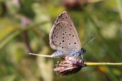 Phengaris alcon_47636.JPG