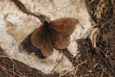 Erebia pronoe_53254.JPG