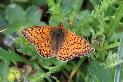 Boloria pales_47344.JPG