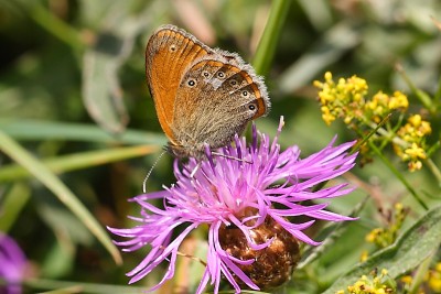 Coenonympha glycerion_38647W.JPG