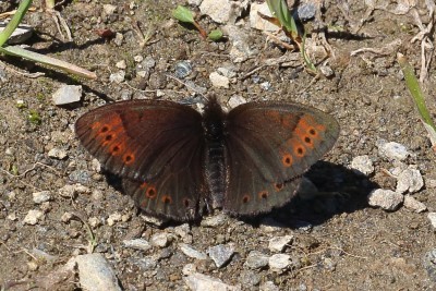 Erebia pandrose_53039.JPG