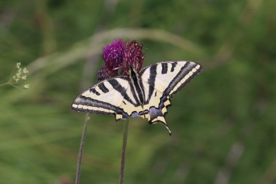 Papilio alexanor_47424.JPG