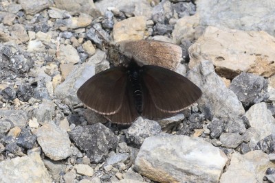 Erebia pluto_47413.JPG