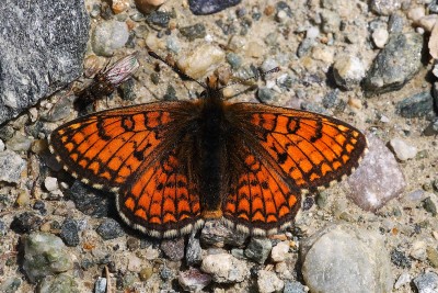 Melitaea varia_27739W.JPG