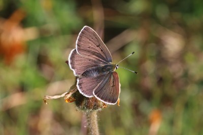 Lycaena hippothoe_47719.JPG