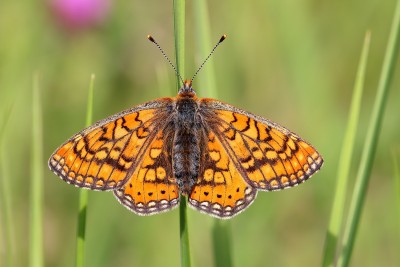 Euphydryas aurinia_40163W.JPG