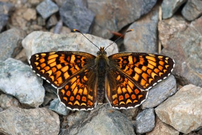 Melitaea phoebe_41117W.JPG