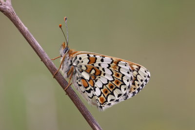 Melitaea cinxia_42517.JPG