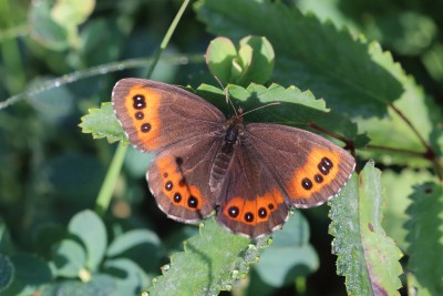 Erebia ligea_47681.JPG