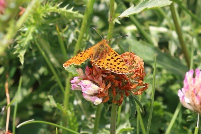 Boloria graeca_44742.JPG