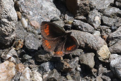 Erebia scipio_47260.JPG