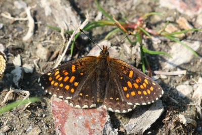 Melitaea diamina_45394W.JPG