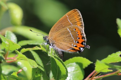 Satyrium pruni_47002.JPG