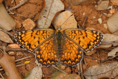 Melitaea phoebe_29824W.JPG