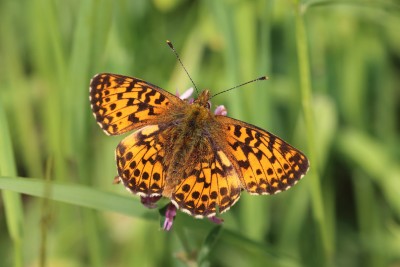 Boloria titania_47495.JPG