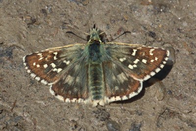 Pyrgus alveus_53081.JPG