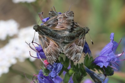 Carcharodus flocciferus_41162W.JPG