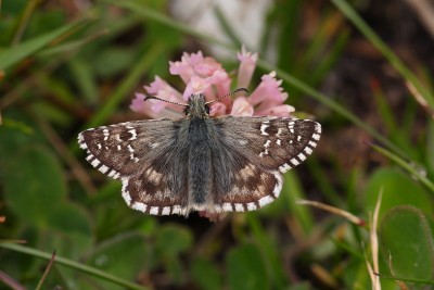 Pyrgus carlinae_27668W.JPG