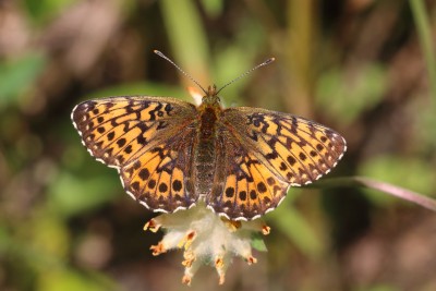 Boloria titania_53002.JPG