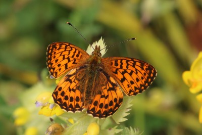 Boloria titania_52344.JPG