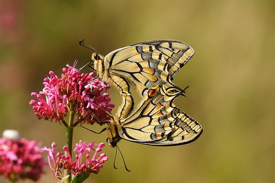 Papilio machaon_15140W.JPG