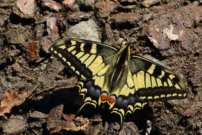 Papilio machaon_45378.JPG