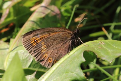 Erebia_53105.JPG