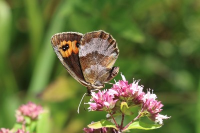 Erebia aethiops_47770.JPG