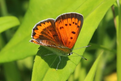 Lycaena dispar_53174.JPG