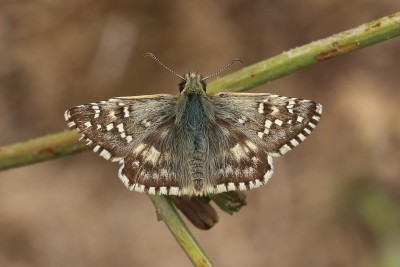 Pyrgus foulquieri_53312.JPG